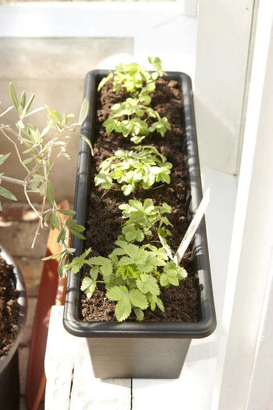 ALTANKASSE 60 CM SORT BOTANICA